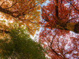 Poster: Autumn Palette, by Patrik Forsberg