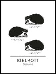 Poster: Hedgehog the official animals of Gotland, Sweden., by Paperago