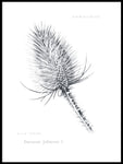 Poster: Wild teasel, by Lena Svalfors Hedin