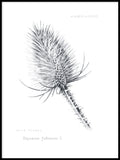 Poster: Wild teasel, by Lena Svalfors Hedin