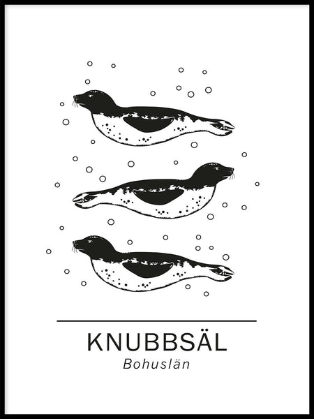 Poster: Common seal the official animals of Bohuslän, Sweden., by Paperago