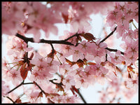 Poster: Cherry Blossom 1, by Linda Forsberg