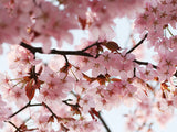 Poster: Cherry Blossom 1, by Linda Forsberg