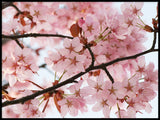Poster: Cherry Blossom 2, by Linda Forsberg