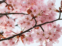 Poster: Cherry Blossom 2, by Linda Forsberg