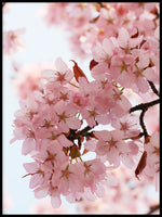 Poster: Cherry Blossom 3, by Linda Forsberg