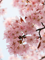 Poster: Cherry Blossom 3, by Linda Forsberg