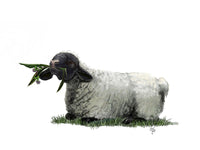 Poster: Lamb in sun, by Discontinued products