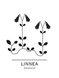 Poster: Linnaea borealis, by Paperago