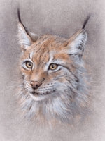 Poster: The secret of the Lynx, by Discontinued products