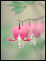 Poster: Asian Bleeding Heart, by Discontinued products