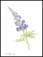 Poster: Lupine, by Yvonnes galleri