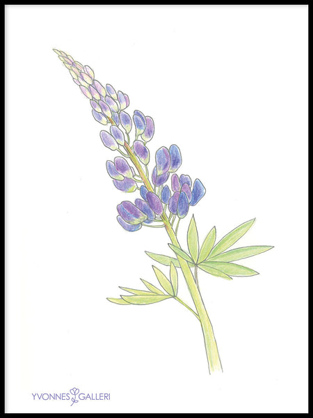 Poster: Lupine, by Yvonnes galleri