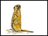 Poster: Meerkat, by Stefanie Jegerings