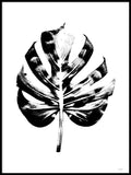 Poster: Swiss Cheese Plant Leaf, by Discontinued products