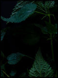 Poster: Nettle 2 (Urtica dioica), by Discontinued products