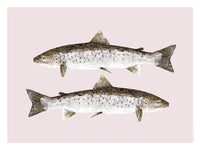 Poster: Trout, by Discontinued products