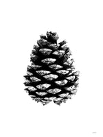 Poster: Pine Cone II, by Discontinued products