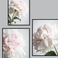 Poster: Peony I, by Lucky Me Studios
