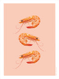 Poster: Shrimp, by Discontinued products