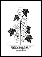 Poster: Redcurrant, by Paperago