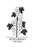 Poster: Redcurrant, by Paperago