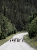 Poster: Reindeer road, by EMELIEmaria