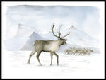 Poster: Reindeers, by Lisa Hult Sandgren