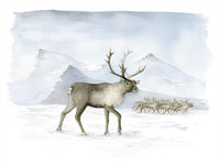 Poster: Reindeers, by Lisa Hult Sandgren