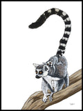 Poster: Ringtailed Lemur, by Stefanie Jegerings