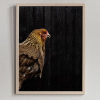 Poster: Rooster, by Discontinued products