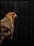 Poster: Rooster, by Discontinued products