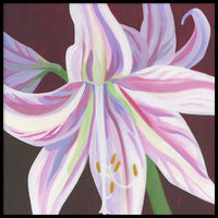 Poster: Pink amaryllis, by Yvonnes galleri