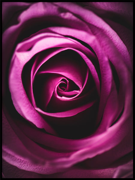 Poster: Rose, by Patrik Larsson