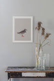 Poster: Ruddy Turnstone, by Discontinued products