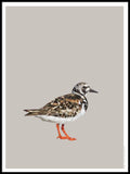 Poster: Ruddy Turnstone, by Discontinued products