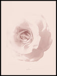 Poster: Rosy Rose, by Discontinued products
