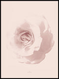 Poster: Rosy Rose, by Discontinued products