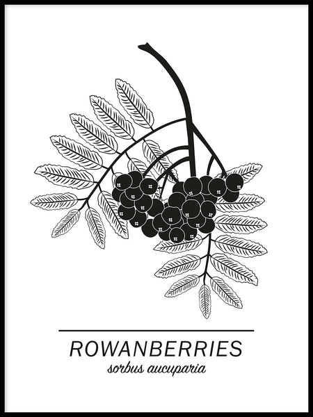 Poster: Rowanberries, by Paperago
