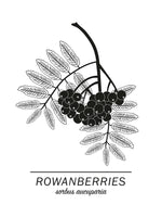 Poster: Rowanberries, by Paperago