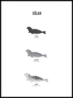 Poster: Seals, by Discontinued products