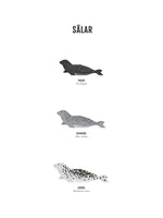 Poster: Seals, by Discontinued products