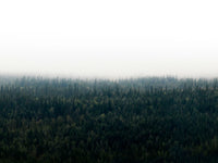 Poster: Forests in fog I, by EMELIEmaria