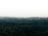 Poster: Forests in fog I, by EMELIEmaria
