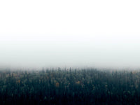 Poster: Forests in fog II, by EMELIEmaria