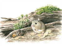 Poster: Wood mouse, by Lisa Hult Sandgren