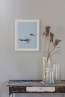 Poster: Caspian Tern, by Discontinued products