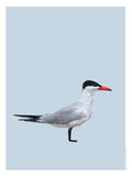 Poster: Caspian Tern, by Discontinued products