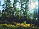 Poster: Forests of Småland, by Discontinued products