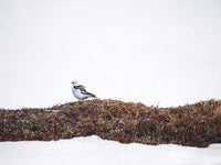 Poster: Snow bunting, by VY